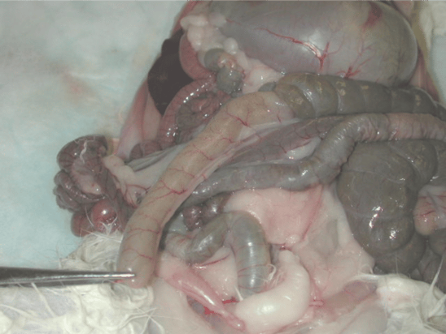 <p>What structure is being shown in the following image of the rabbit GI tract?</p>