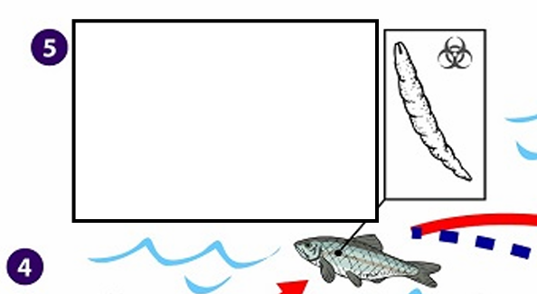 <p>Procercoid larvae are released from the crustacean upon predation by the second intermediate host (usually a small fish) and migrate into the deeper tissues where they develop into a <strong><em><em></em></strong></em>_ (spargana), which is the infectious stage for the definitive host</p>