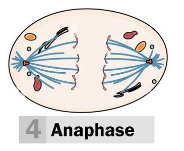 <p>Anaphase (3)</p>