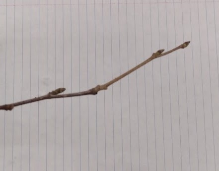 <p>imbricate buds 1/4-1/2” long; green and brown variegated, pointy; smooth and somewhat hairy twig</p>
