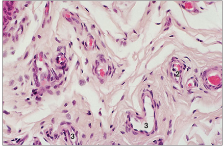 <p>name of histologic slide:</p><p>Specie:</p><p>Parts</p><p>1.__ 2. __ 3.__ </p><p>Stain Used:</p>