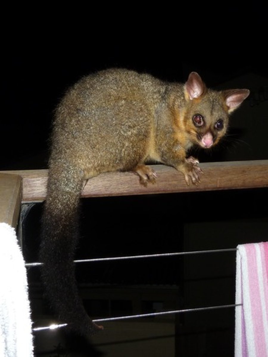 <p>Brush-tailed possums</p>