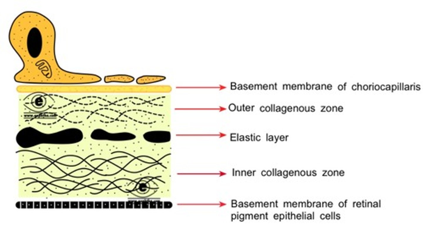 <p>1. BM of the choriocapillaris</p><p>2. outer collagenous layer</p><p>3. elastic layer</p><p>4. inner collagenous layer</p><p>5. BM of the RPE</p>