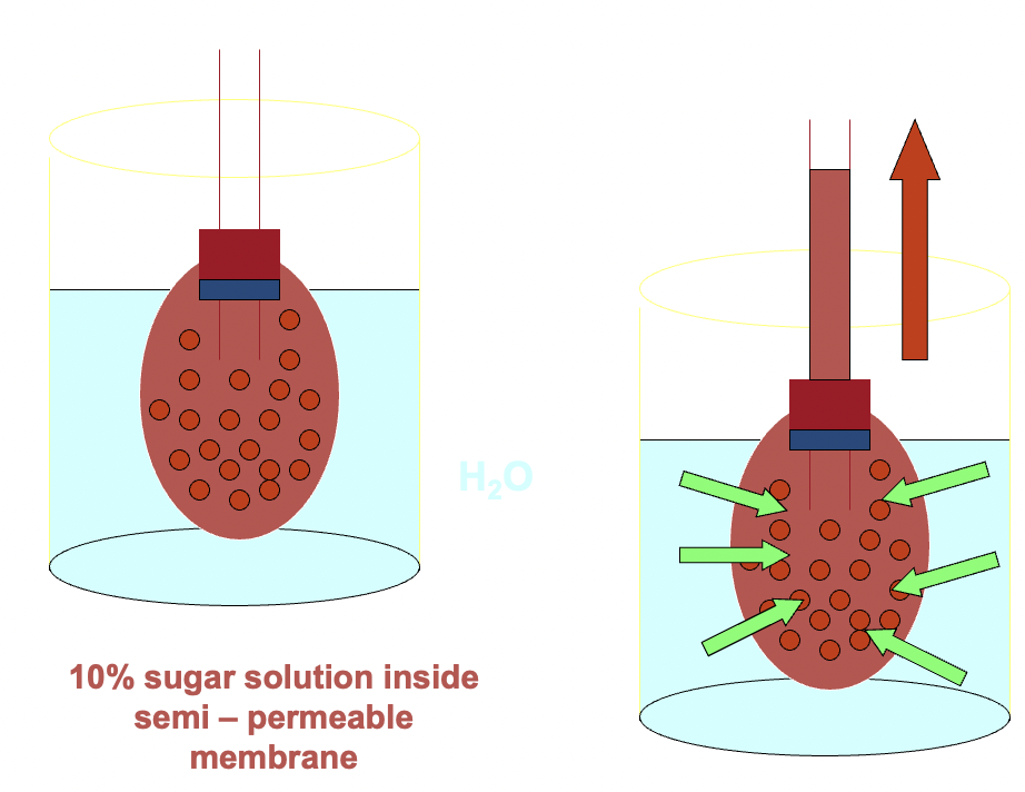 <p>what's osmosis,<br />
what's osmotic pressure</p>