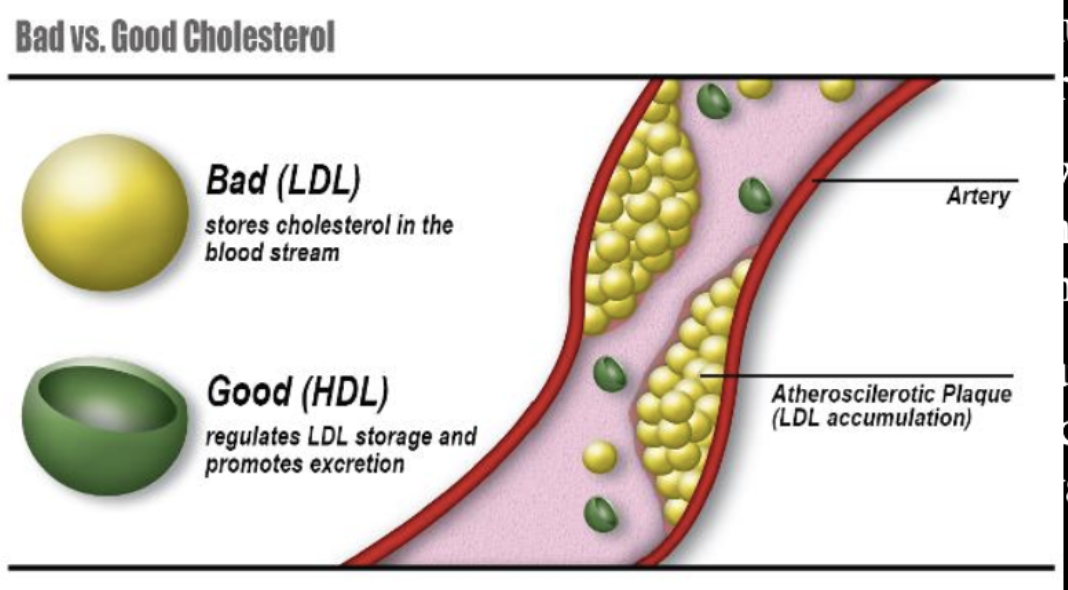 <p>Bad = LDL </p><ul><li><p>stores cholesterol in the blood stream</p></li><li><p>yellow (increases blood pressure) </p></li></ul><p></p><p>Good (HDL) </p><ul><li><p>regulates LDL storage an promotes excretion</p></li><li><p>green</p></li></ul><p></p>