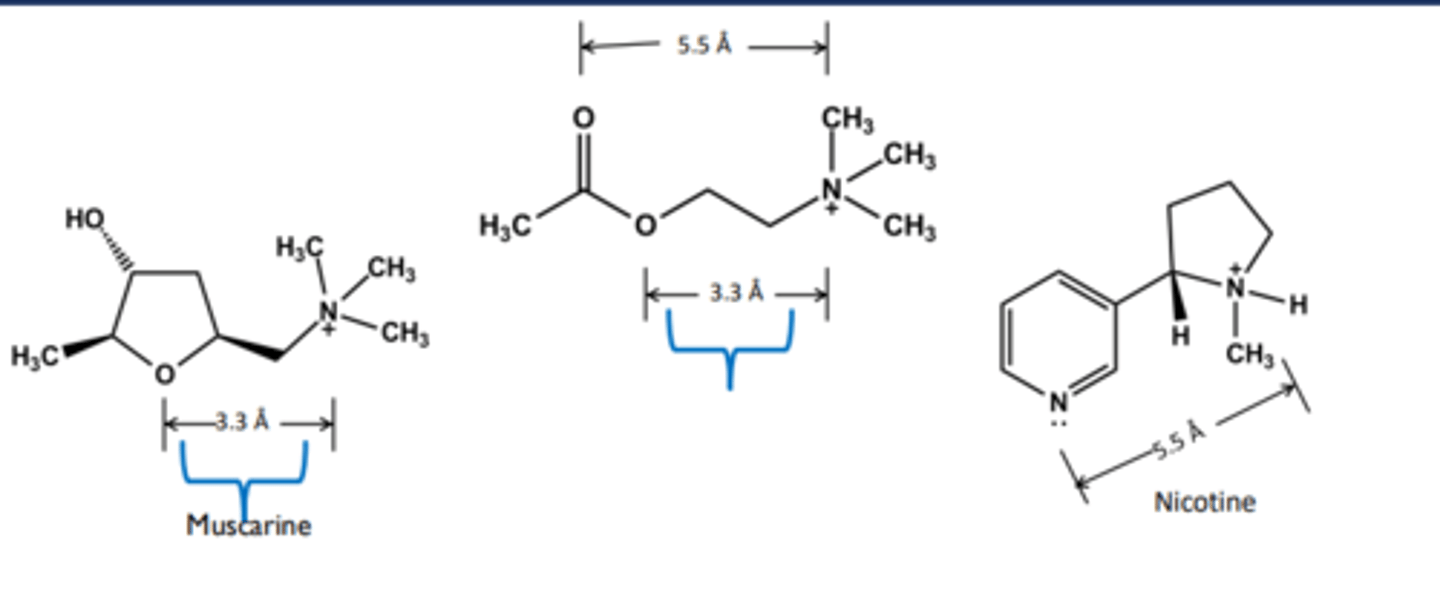 <p>non-selective endogenous agonist at ALL muscarinic & nicotinic receptors</p>