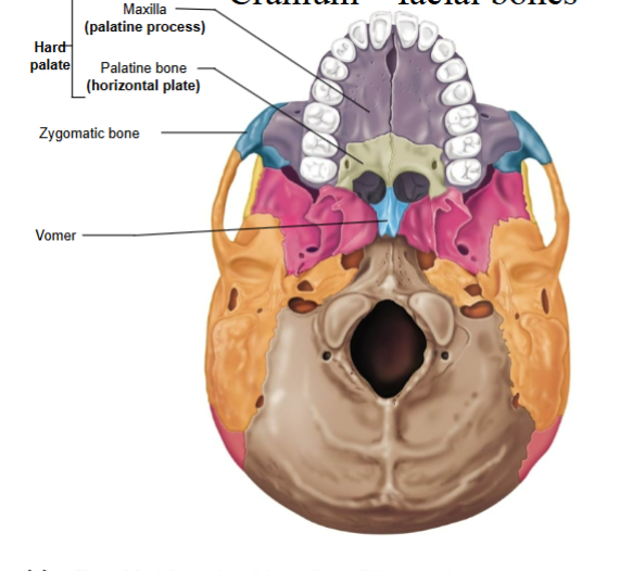 <p>Composed of BOTH the palatine process of the maxilla AND the palatine bone</p>