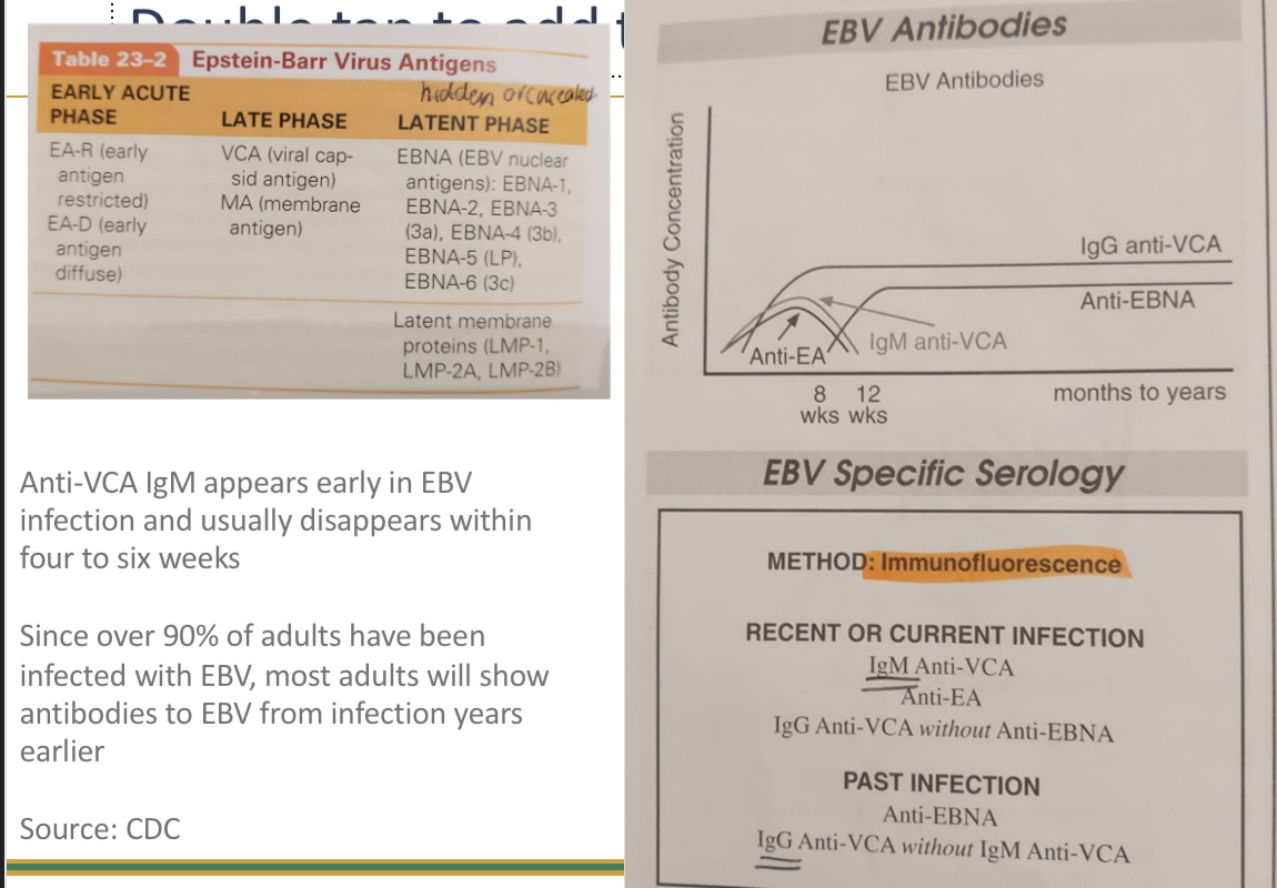 <p>EA- early acute </p><p>VCA - late phase</p><p>EBNA - latent phase</p><ul><li><p>recent - IgM anti-VCA, anti-EA, IgG anti-VCA without anti-EBNA</p></li><li><p>past. - anti-EBNA, IgG anti-VCA without IgM anti-VCA</p></li></ul><p></p>