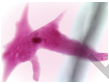 <p>what protozoa is this</p>