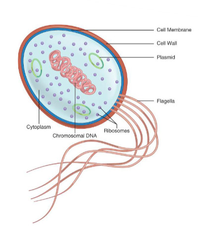 <ul><li><p>They are living single-celled organisms.</p></li></ul><p></p>