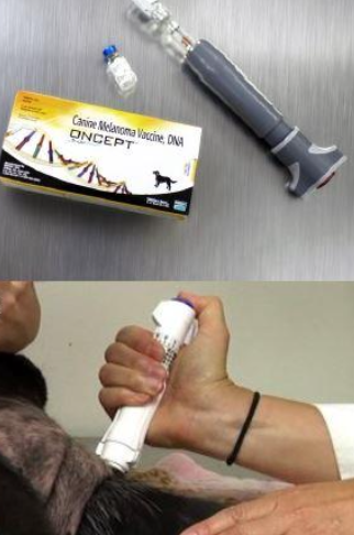 <p>Some studies show i<u>mproved survival</u> for patients receiving vx other studies show <u>no difference</u> in survival</p><p>Very $$$ </p>