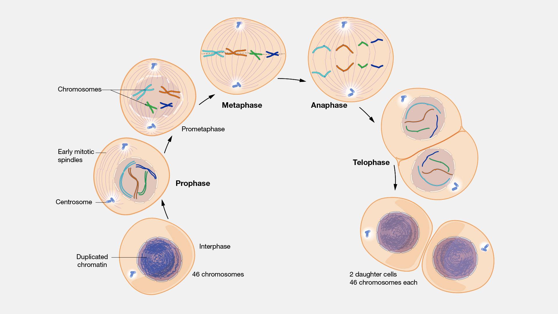 <p>Mitosis</p>