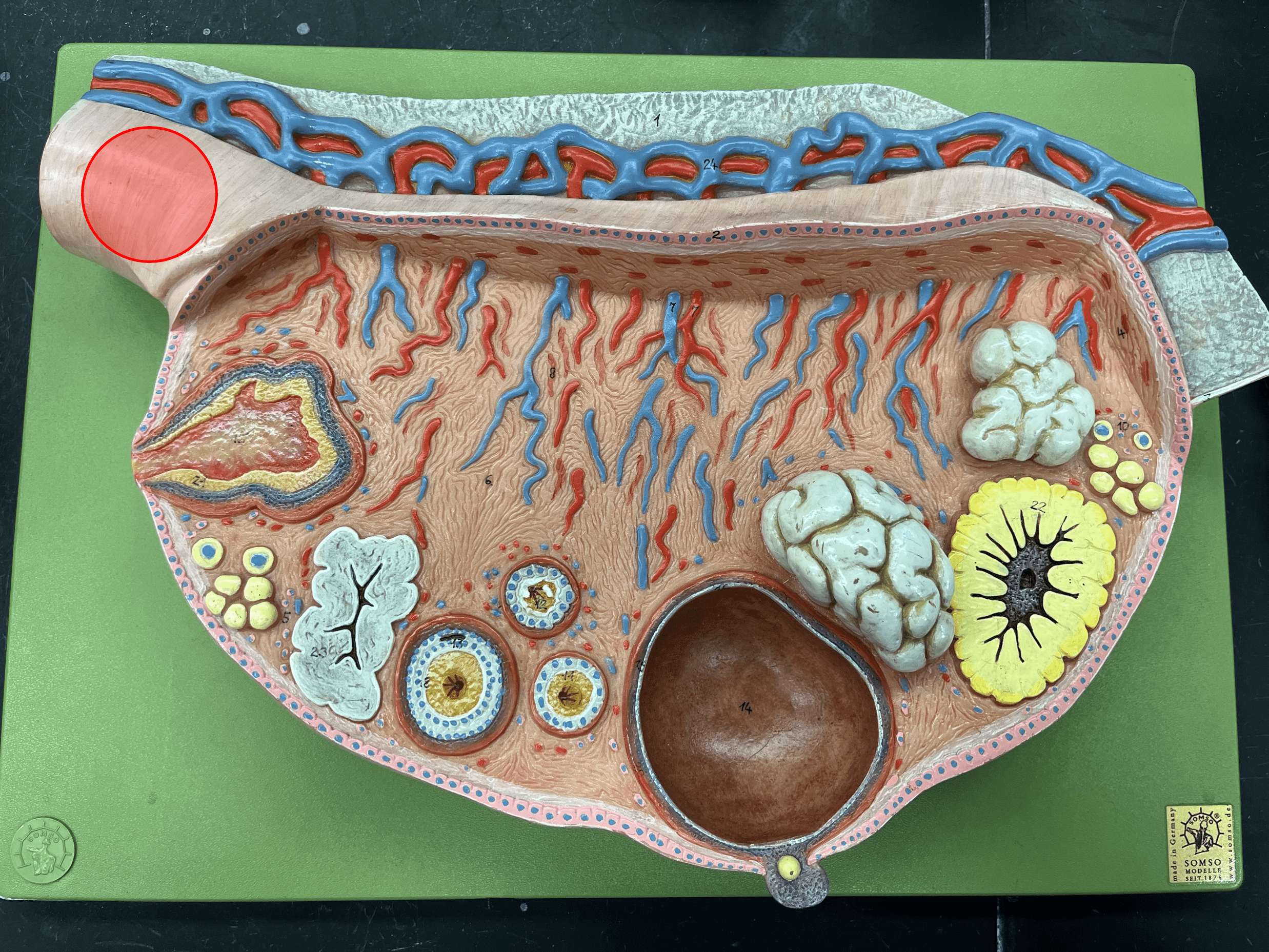 • One of the ligaments holding the female reproductive system.

• Attaches the superior medial side of each ovary to the uterus.