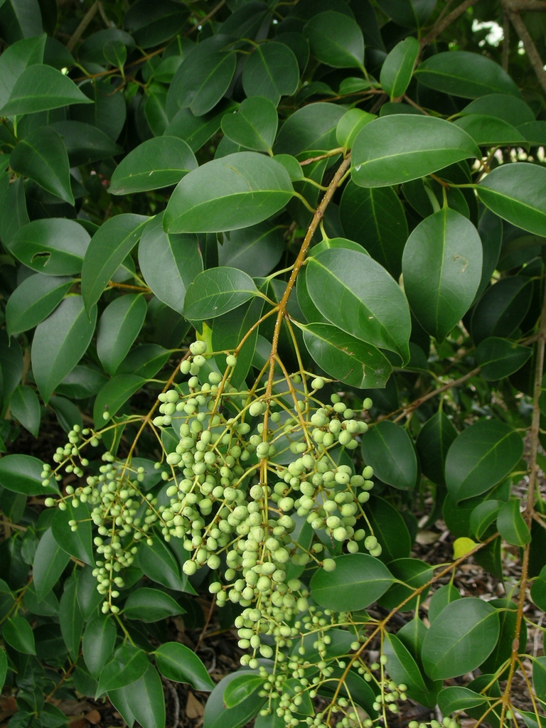 Japanese Privet