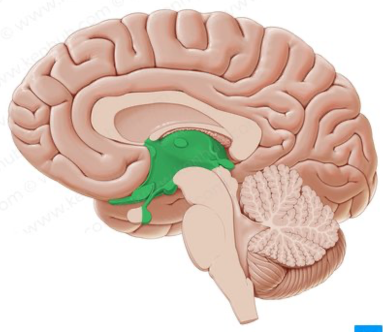 1. Surrounded by cerebral hemispheres
2. Contains 3rd ventricle
3. Lateral walls = thalamus
4. Floor = hypothalamus
5. Roof = epithalamus