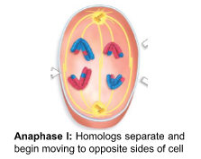 Spindle fibres (microtubules) contract

\
Homologous chromosomes separate

→ Move towards poles
