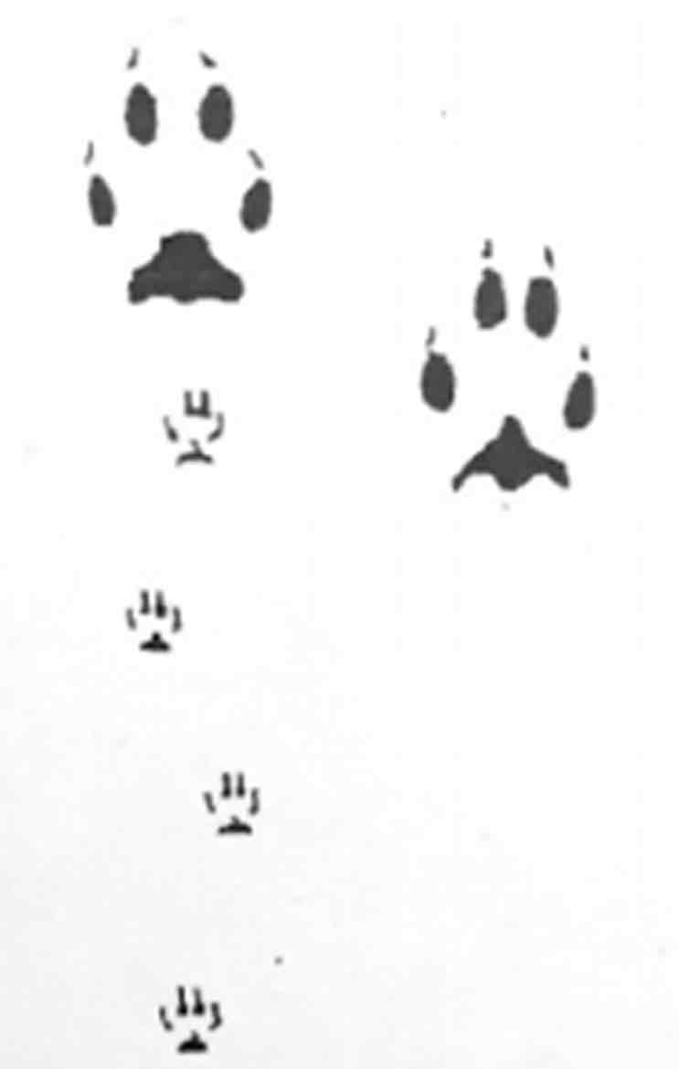 <p>What footprint is this?</p>