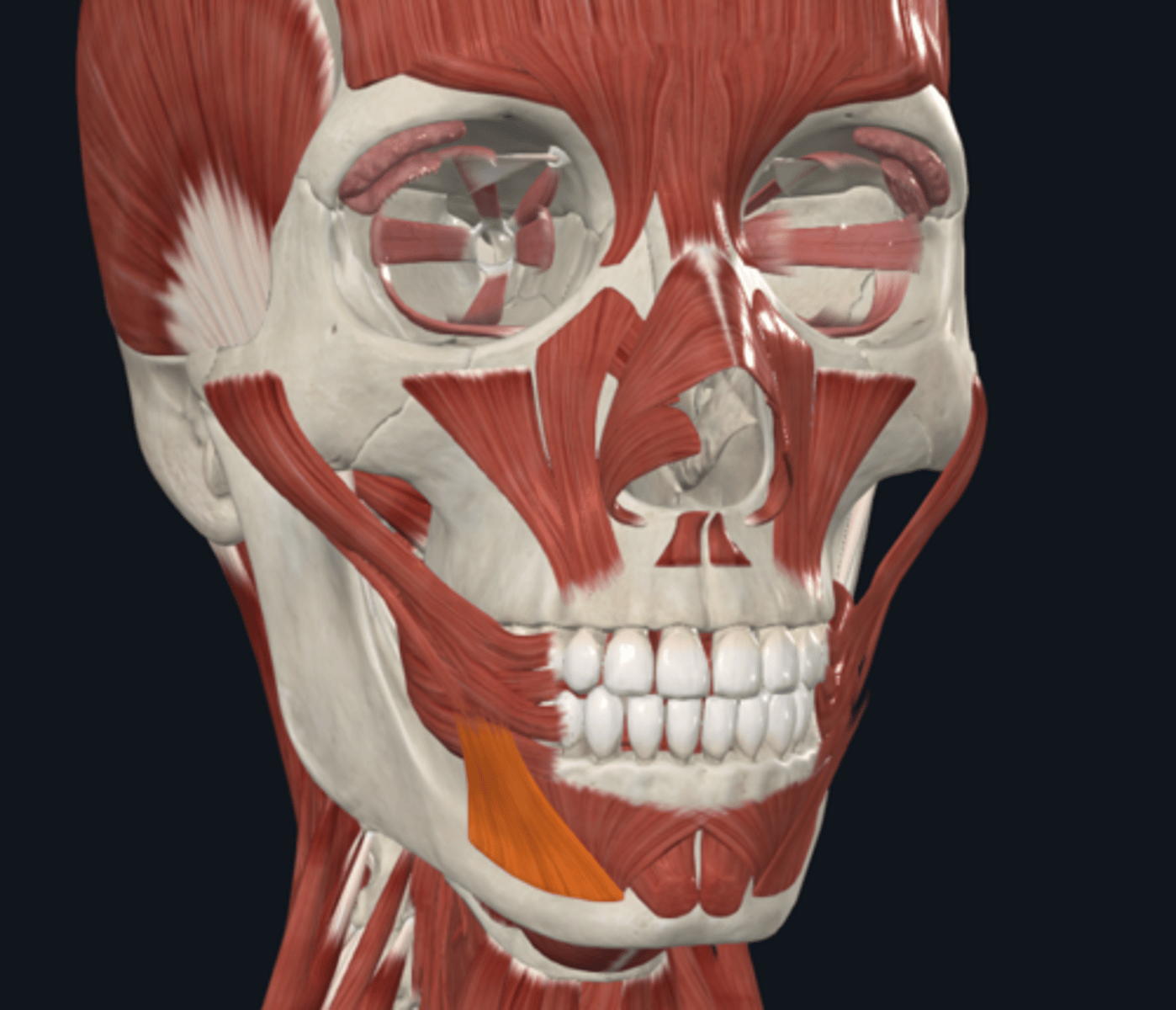 <p>Where is the attachment of the Depressor anguli oris muscle what is its function?</p>