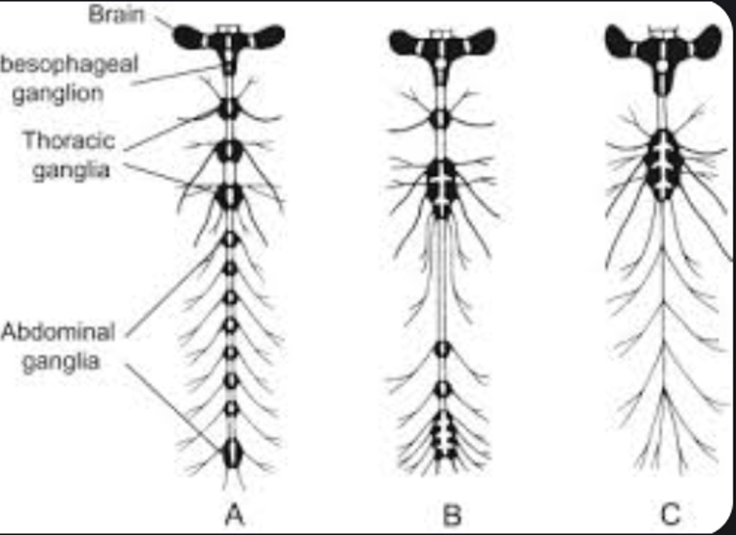 <p>Clusters of nerve cell bodies controlling body segments independently.</p>