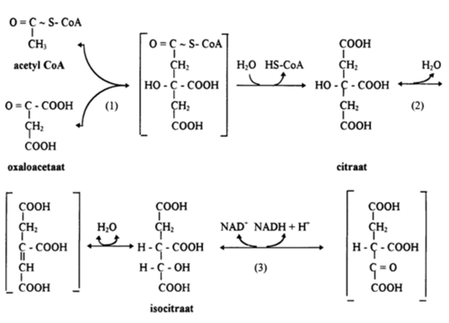 <p>Isomerisatie van citraat tot iso-citraat (2)</p><p>Enzyme: aconitase</p><p>Doel: vorming van een geschikt substraat voor oxidatieve decarboxylatie</p><p>eerst een hydratatie, dan een dehydratatie en je krijgt isocitraat= een isomeer van citraat</p>