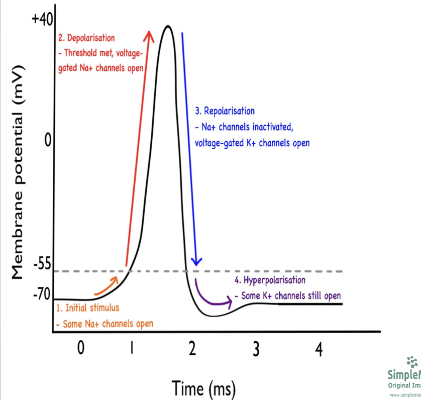 <p>Some initial stimulus from the periphery (pain, pressure, etc) opens a few of the Na+ channels on the cell membrane and Na+ begins to enter the neuron. This is called </p>