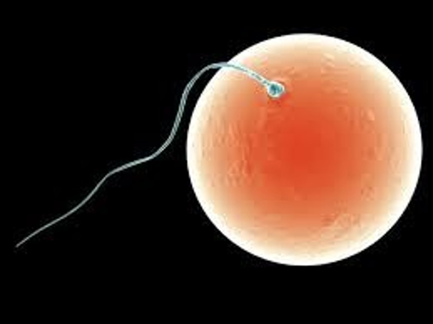 <p>The process by which the male gamete fuses with the female gamete to form a zygote.</p>