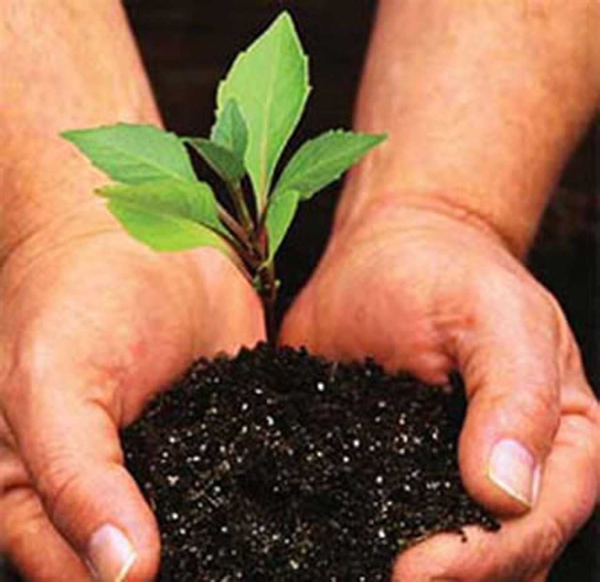 <p>(v) to grow well</p>