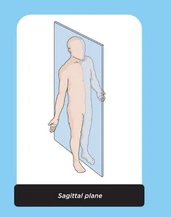 <p>cross section of the body making left and right divisions</p>