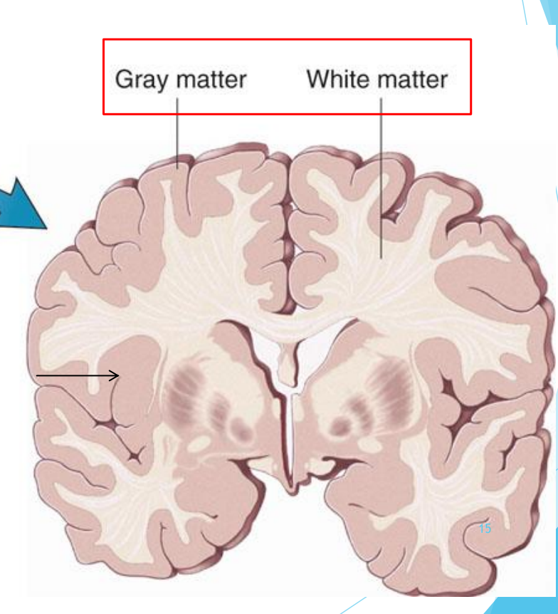 <p>Gray vs. white matter</p>