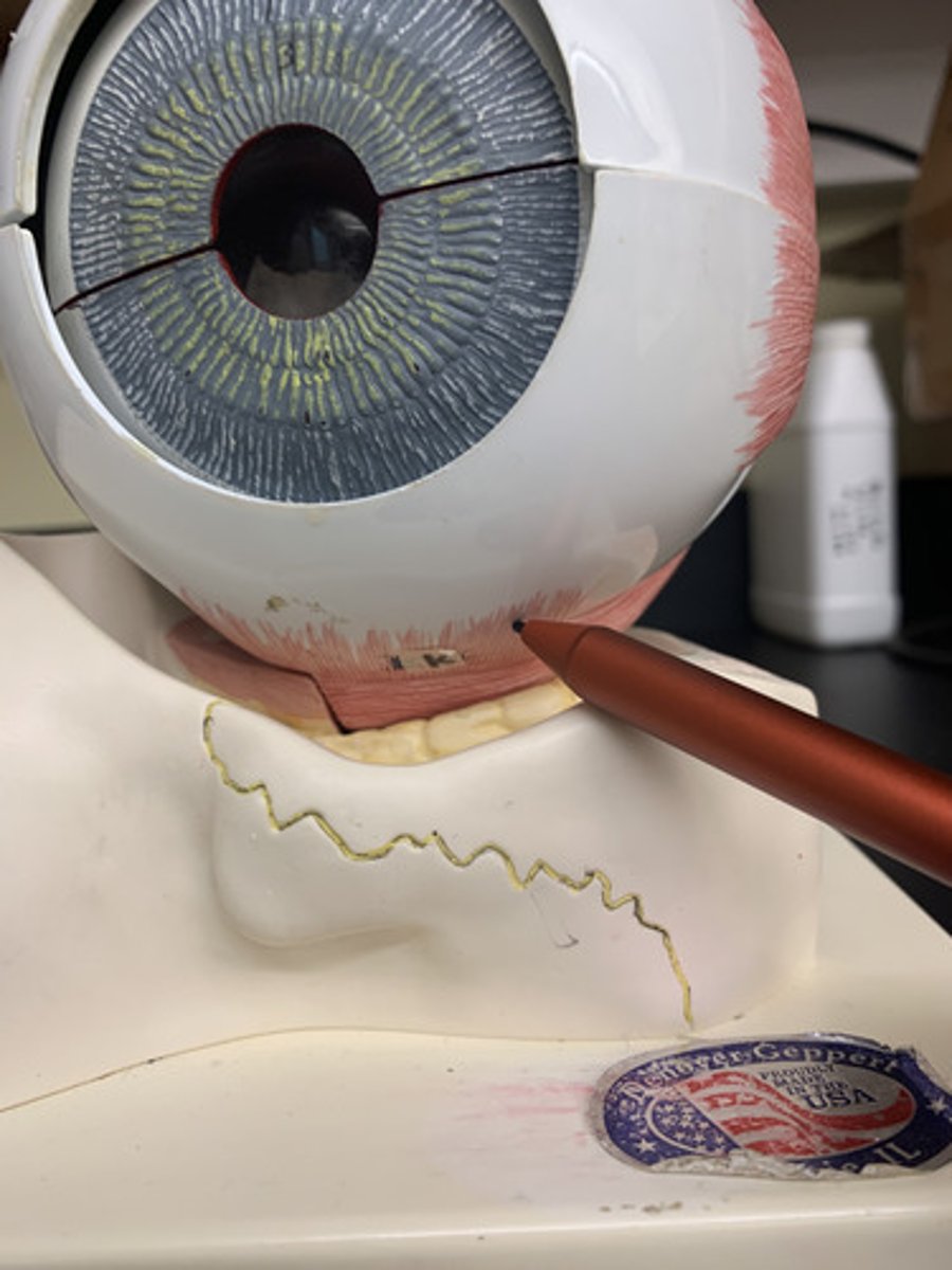<p>Origin: Common tendinous ring</p><p>Insertion: inferior sclera of eye</p><p>Action: depresses front of eye</p><p>Inn: Oculomotor nerve (CN III)</p>