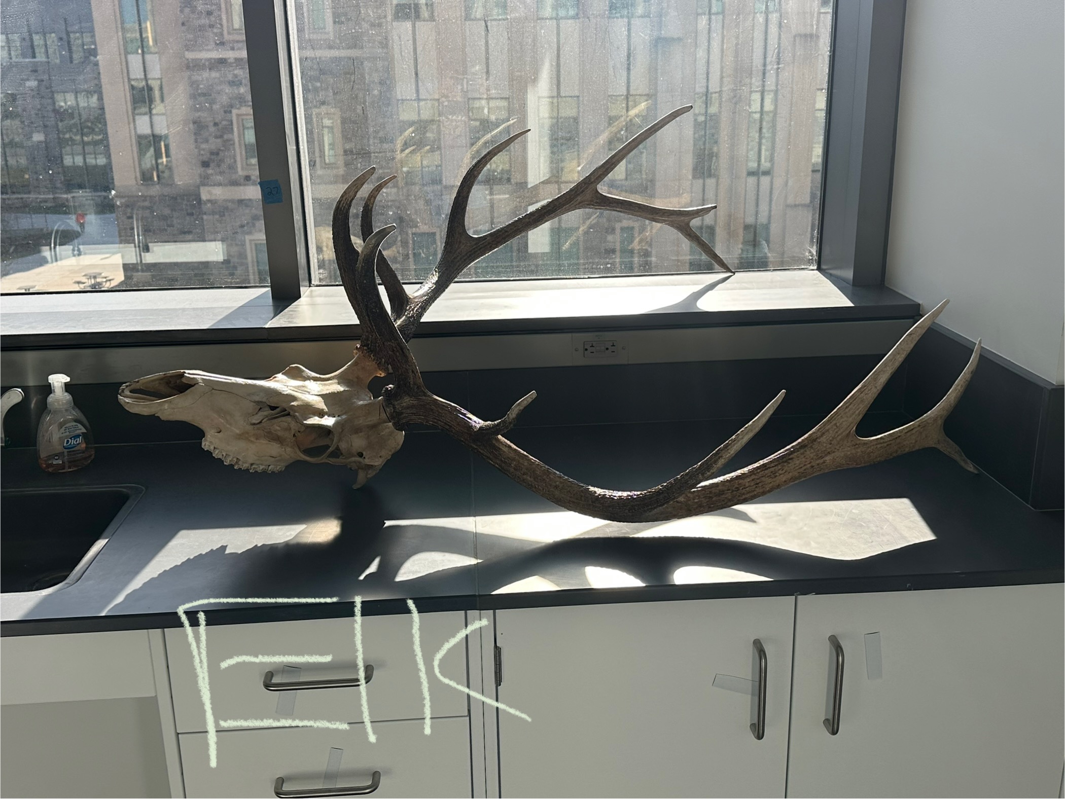 <p>What animal skull is this?</p>