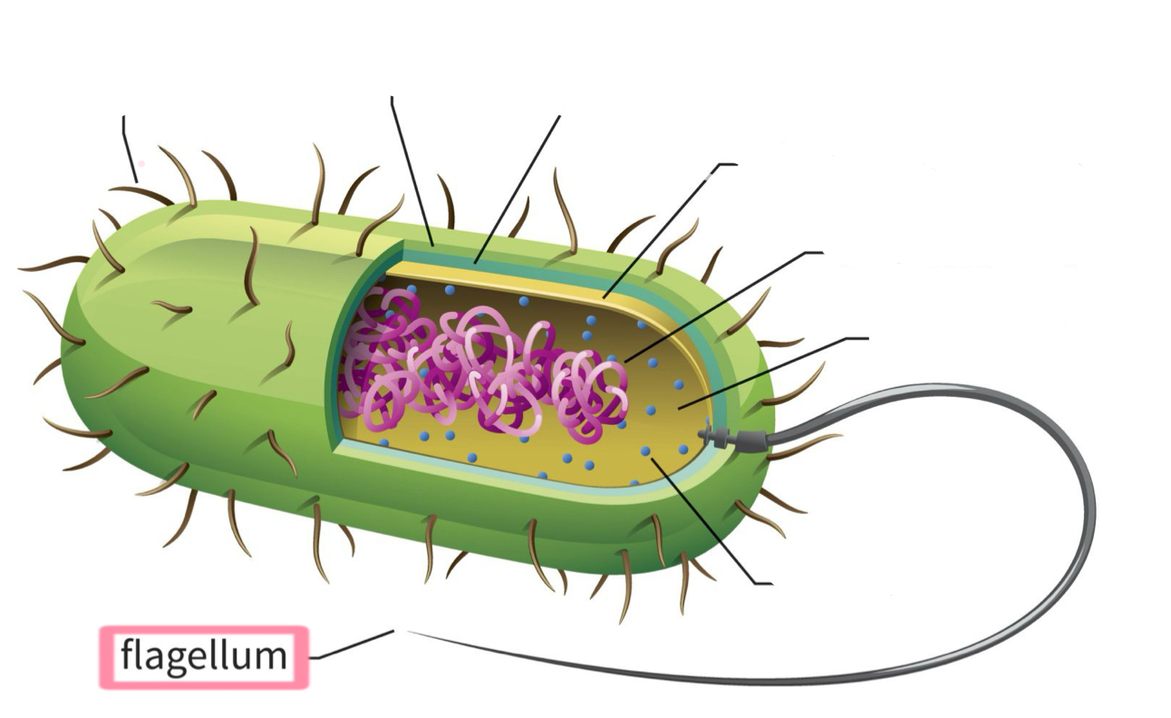 <p>Flagellum</p>