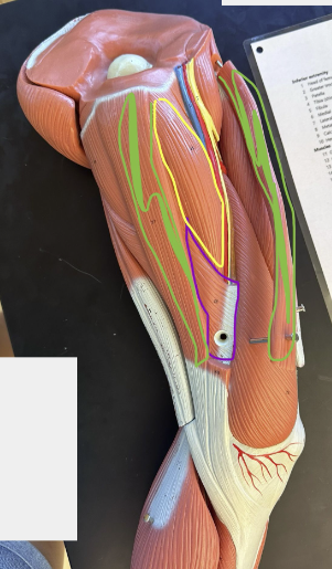 <p>What muscle is the yellow line indicating?</p>