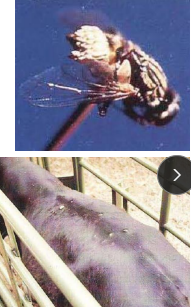 <p><span>Hypodermiasis (Warbles, Grubs)</span></p>