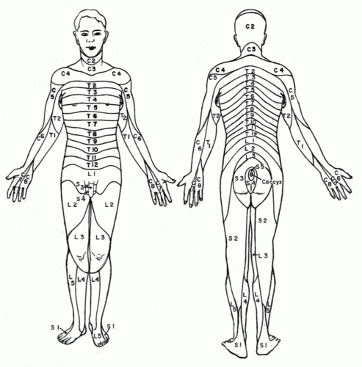 <p>Which areas of the client are never appropriate for massage treatment?</p>