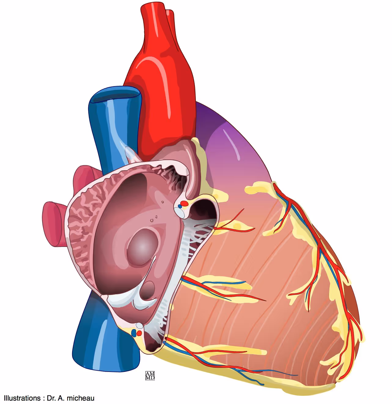 <p>(lateral right view) what is the opening slightly above the right ventricle</p>
