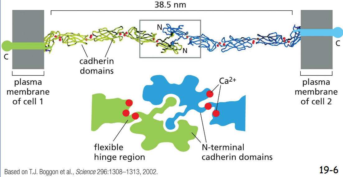 <p>Homophilic Adhesion</p><p>The N-terminal domain of a cadherin in one cell binds to the N-terminal domain of a cadherin from adjacent cell. At the edge, it is filled with Ca2+ to limit flexing</p>