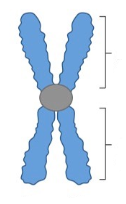 <p>What type of chromosome is this?</p>