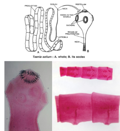 <p>What is these?</p>