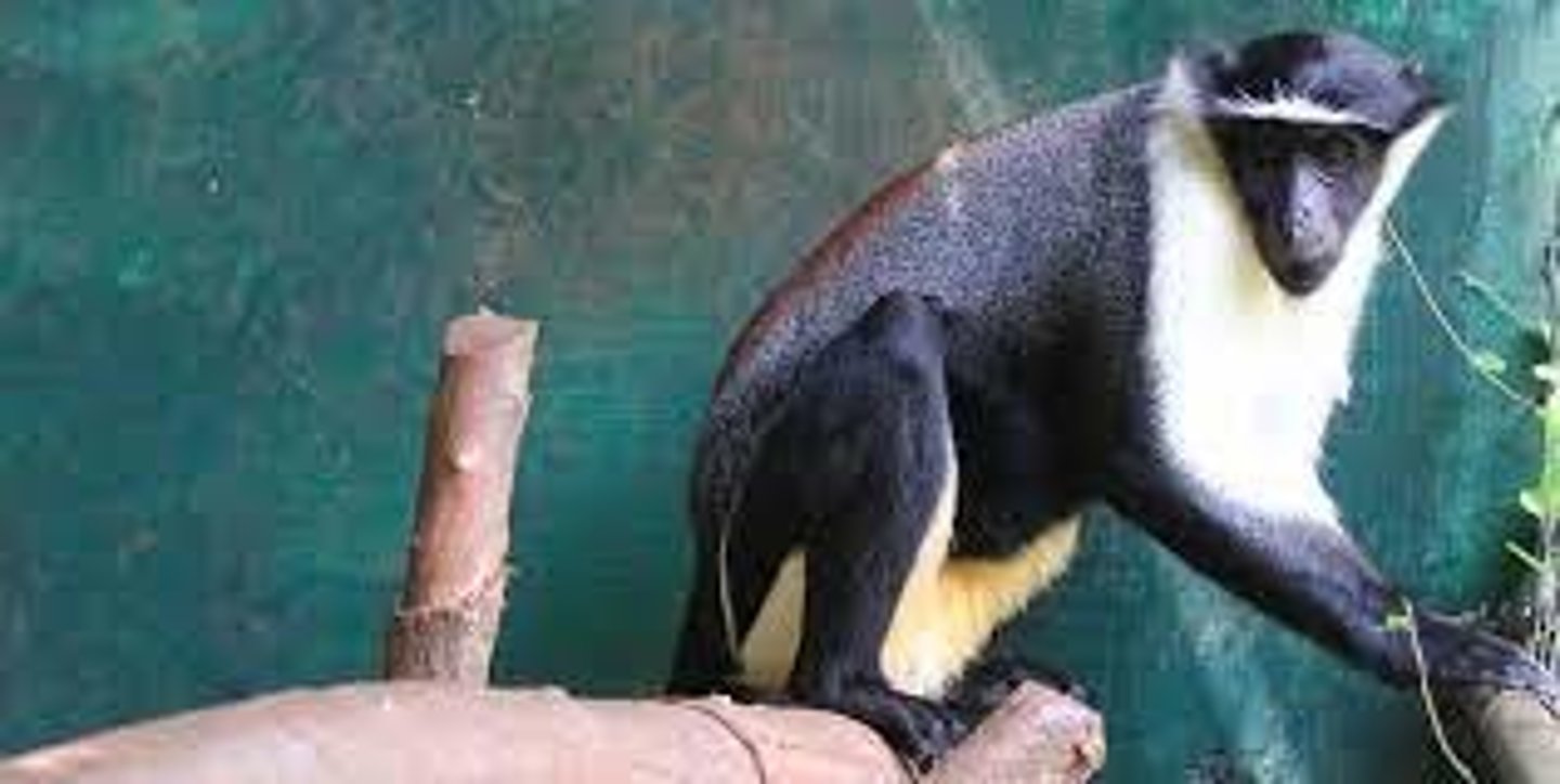 <p>NHP in CITES Appendix I</p><p>(parvorder catarrhini)- Roloway Monkey</p>