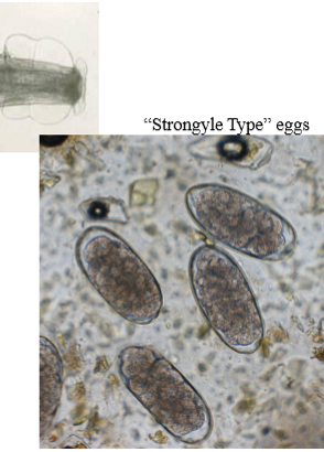 <p>strongyle of ruminants</p>