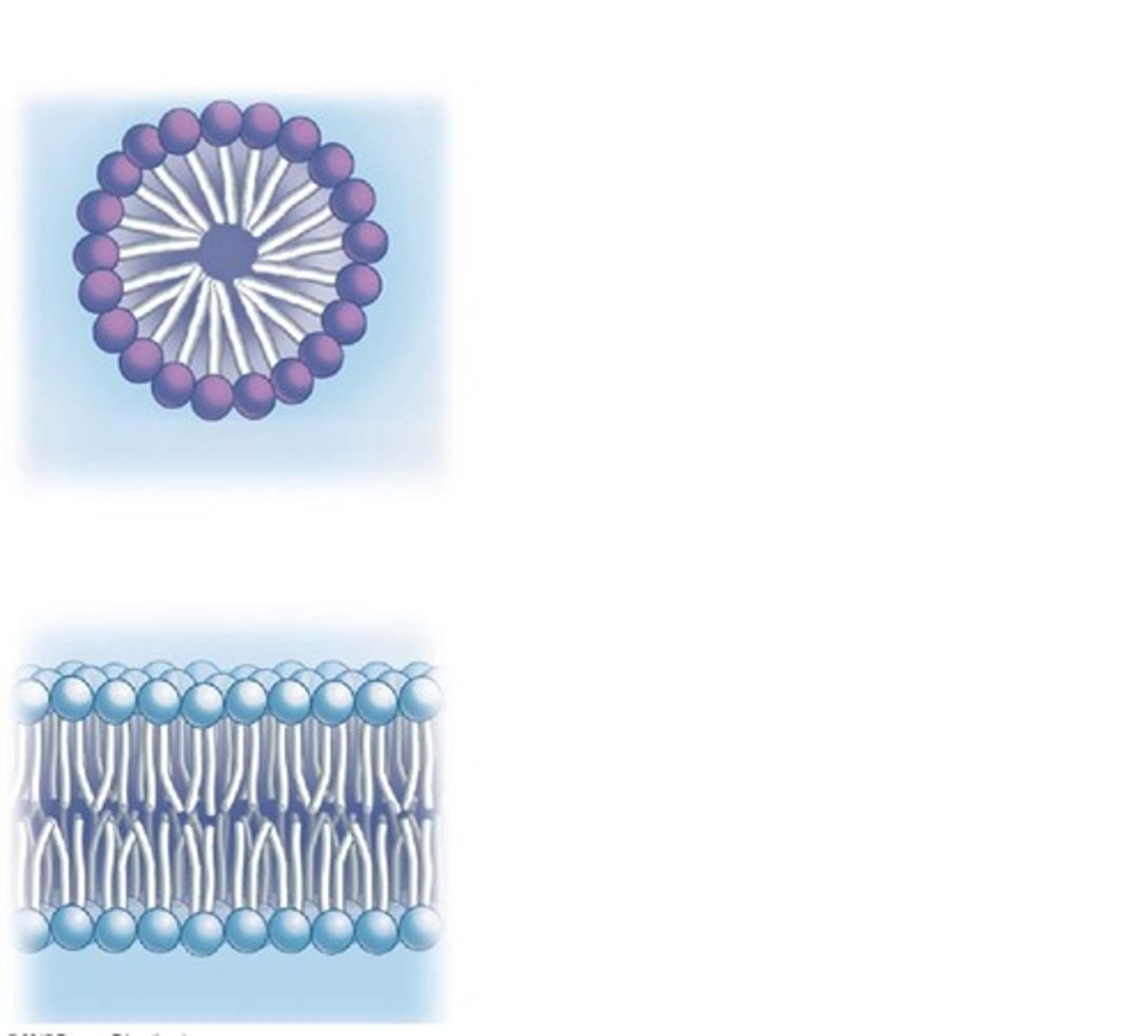 <p>To observe how phospholipids arrange themselves in different environments, such as oil.</p>