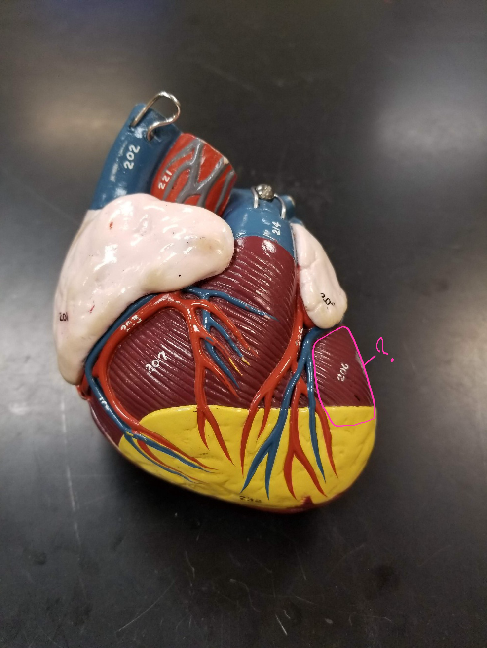 <p>what is outlined in pink? (<span><span>pumps oxygenated blood to the body)</span></span></p>