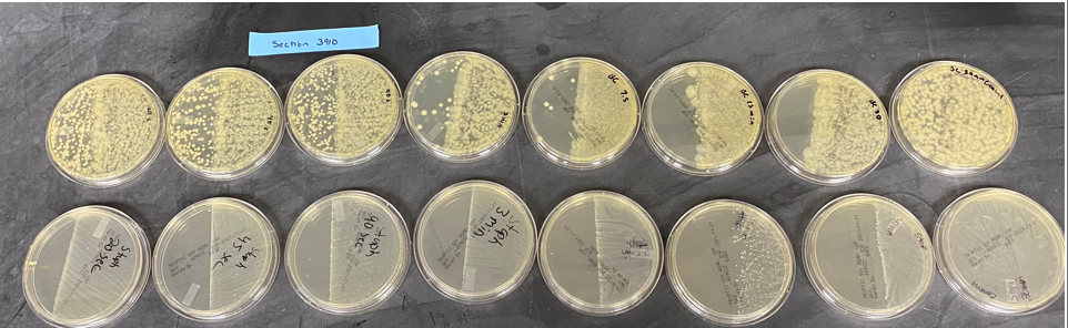 <p>Look at the the image, TOP is B. Cereus, BOTTOM is S. Epidermis. </p><p>Going left to right the time increases, right side of each plate was covered. </p><p>Questions: What do these results say about B. Cereus? </p>