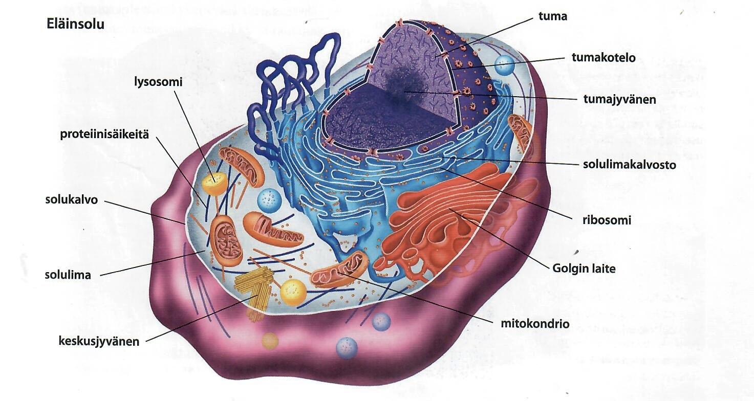 <ol><li><p><strong>Soluseinä </strong><span data-name="bricks" data-type="emoji">🧱</span>: <span style="color: green">Kasvisolulla</span> on soluseinä, <span style="color: red">eläinsolulla</span> ei. </p></li><li><p><strong>Viherhiukkaset</strong><span data-name="four_leaf_clover" data-type="emoji">🍀</span><span data-name="sun" data-type="emoji">☀</span>: <span style="color: green">Kasvisolulla</span> on viherhiukkaset yhteyttämiseen (fotosynteesi), <span style="color: red">eläinsolulla</span> ei</p></li><li><p><strong>Energiantuotanto</strong><span data-name="high_voltage" data-type="emoji">⚡</span><strong>️</strong>: <span style="color: green">Kasvisolu</span>: fotosynteesi + soluhengitys, <span style="color: red">Eläinsolu</span>: vain soluhengitys.</p></li></ol><p></p>