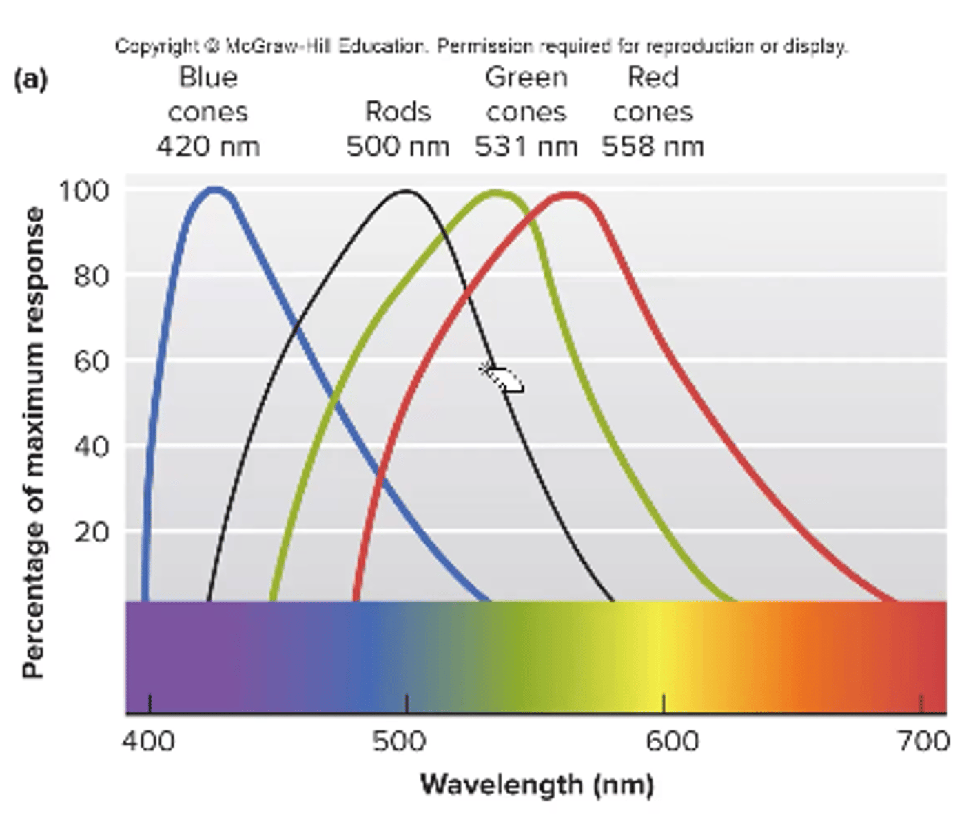 <p>we have 3 types of cones that absorb light at different wavelengths </p><p>color blindness can occur as a result of missing 1 type of cone </p><p>red + green is most common</p>
