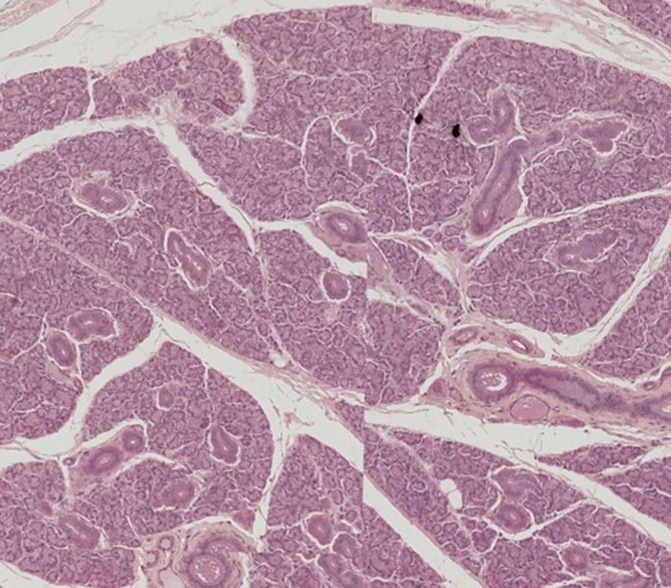 <p>Name the organ</p>