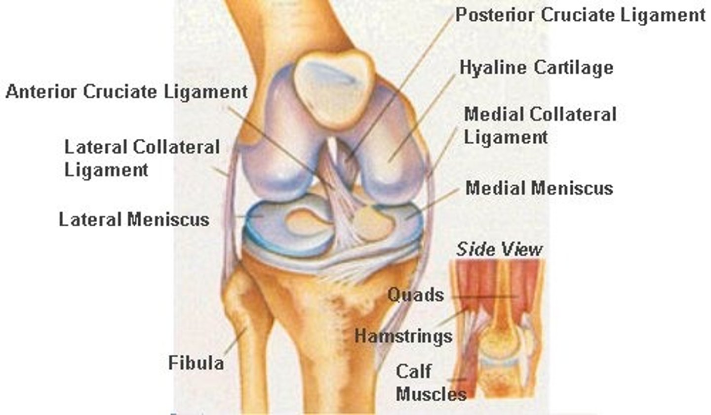 <p>1. Lateral collateral ligament: femur to fibula</p><p>2. Medial collateral ligament: femur to tibia, also attached to medial meniscus</p><p>3. ACL (Anterior cruciate ligament)</p><p>4. PCL (Posterior cruciate ligament)</p>