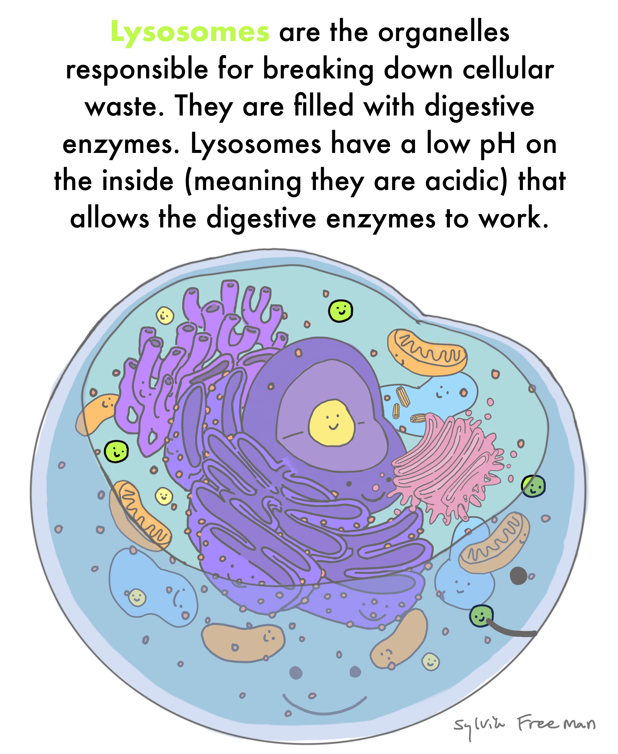 <p>They break down waste materials with digestive enzymes. (when lysosomes are absent from plant cells, the vacuole takes on its role)</p>