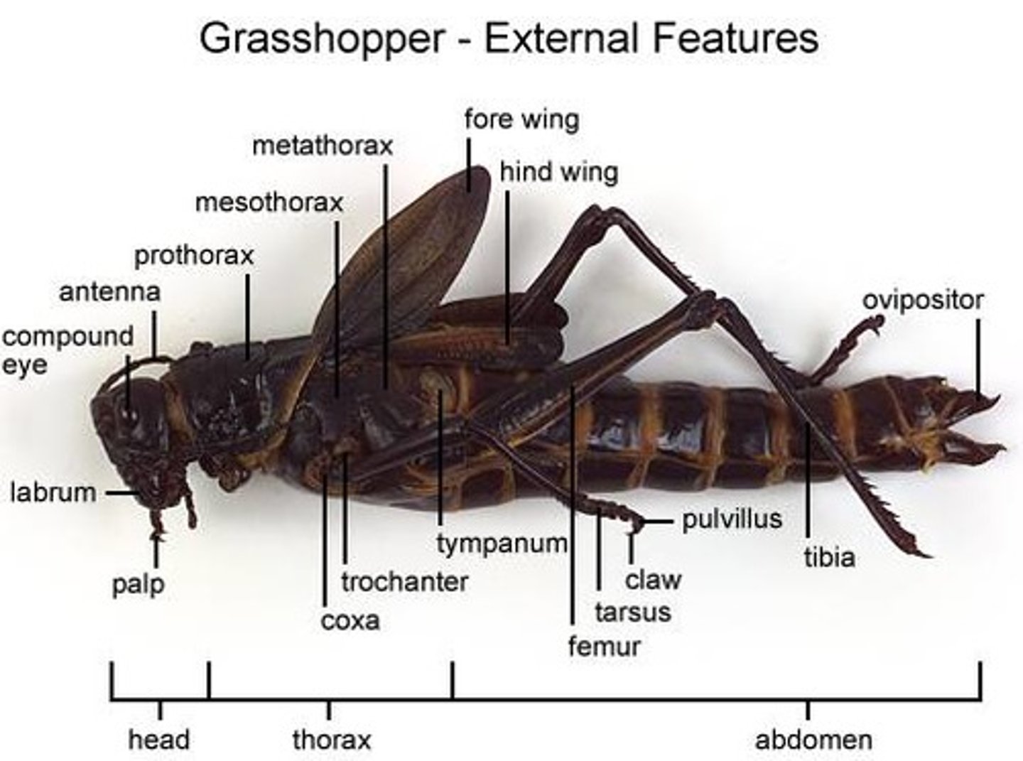 <p>in female</p>
